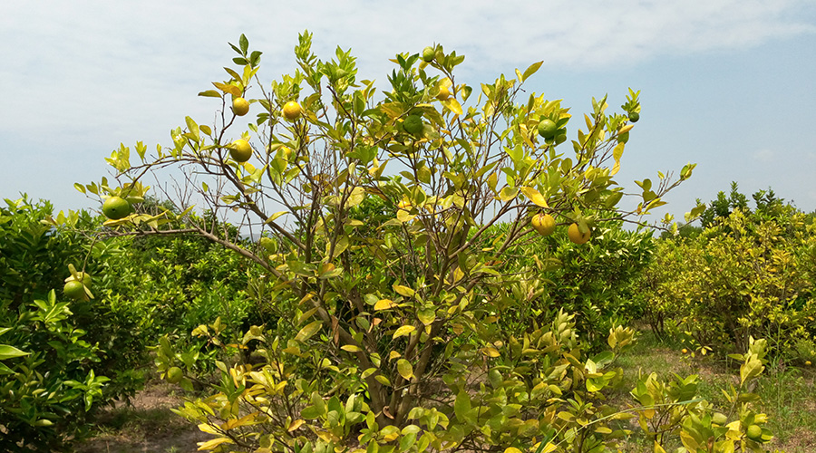 Some of his orange plantation at Rwinkwavu.