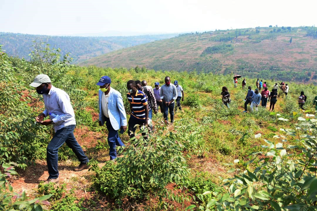 Rwanda Forestry Authority (RFA) officials tour in the rehabilitated forests in Rwamagana District.They  handed over 284 hectares of rehabilitated forests to residents .Jean de Dieu Nsabimana