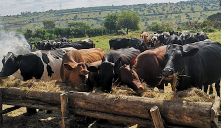 Cattle feed on dry grass in a manger in Gatsibo District. / Courtesy photo