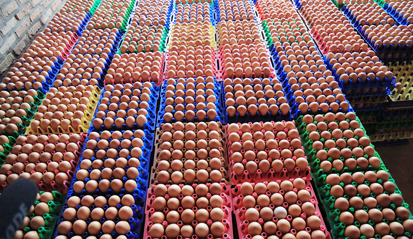 Some eggs collected at Gikomero model village farm . / Sam Ngendahimana