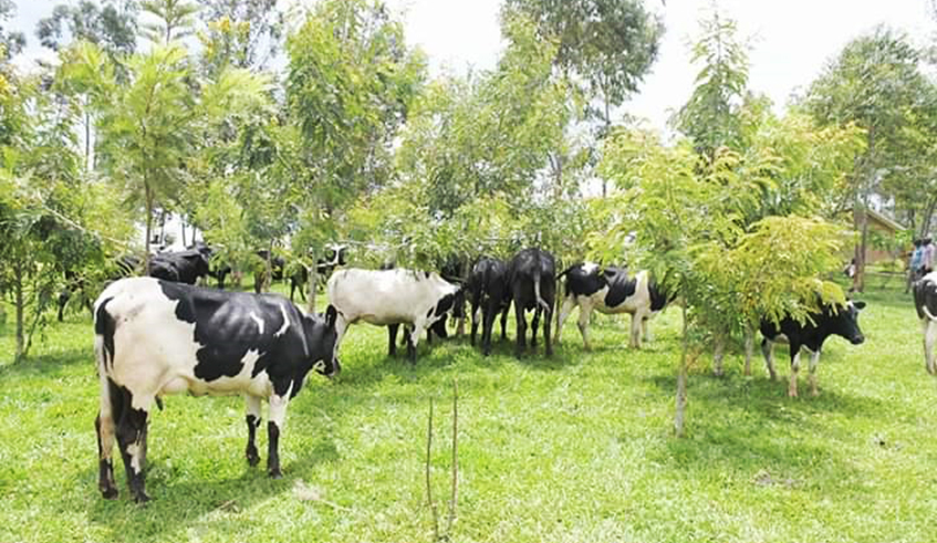 A cattle graze in a farm in Eastern Province. Farmers in Kayonza, Kirehe and Gatsibo districts have been urged to remain vigilant as the areas are in high risk of livestock disease outbreaks. / Photo: Courtesy.