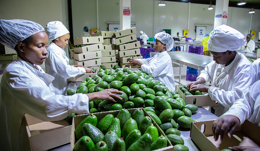 Workers pack avocados at a NAEB store last year. The Government has set a target to increase exports to reduce the trade imbalance that is usually caused by high imports. / Photo: File.
