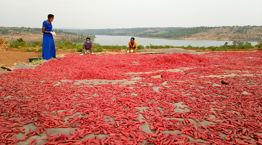 Women drying chili produce from Kabano's farm in Bugesera District. It was in the process preparing for export to India. 