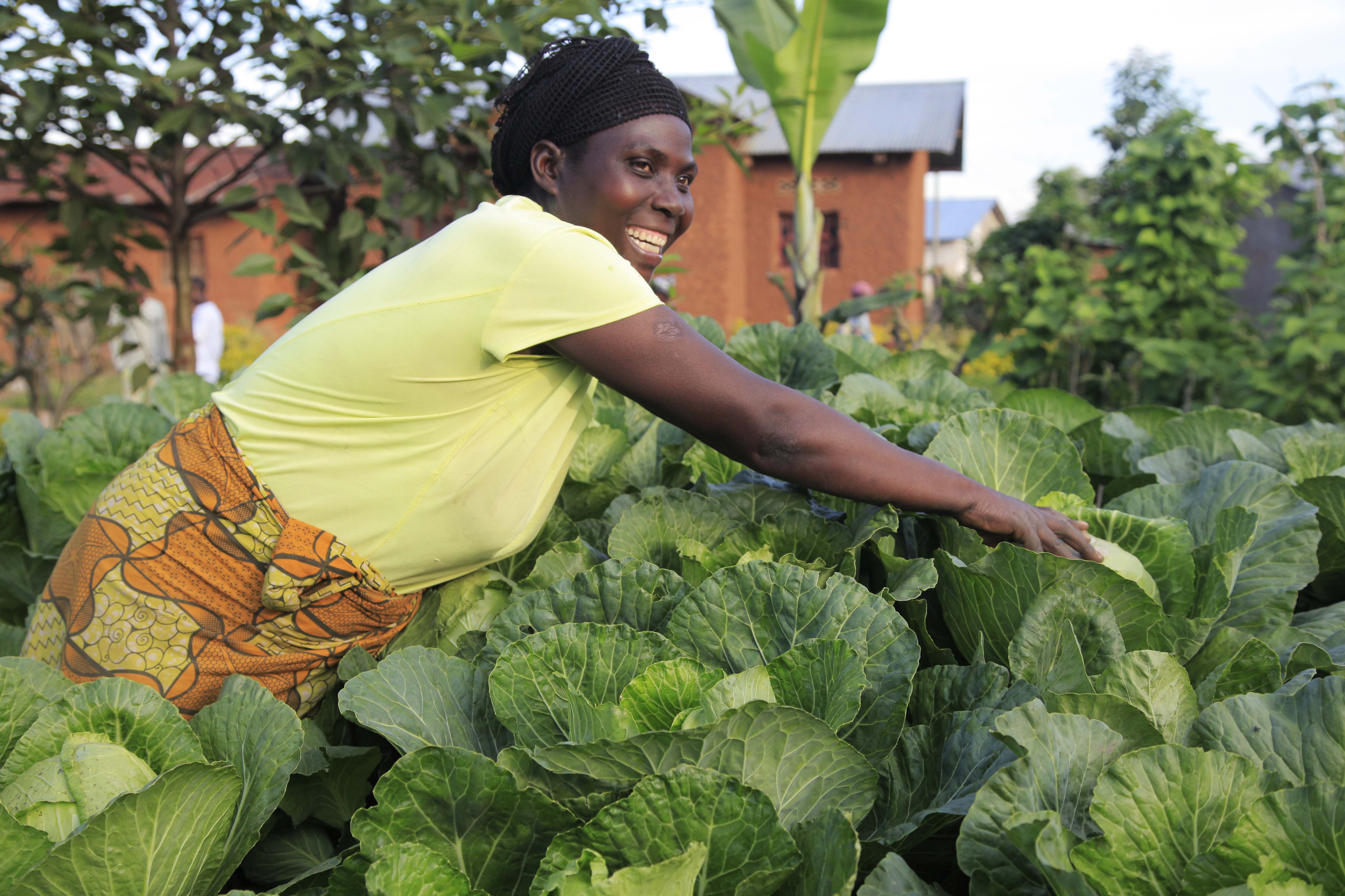 Farmers are required to redouble efforts in order to increase agriculture and livestock produce .Photo by Sam Ngendahimana
