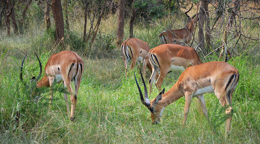 Impala inside Akagera National Park. According to the report, wildlife populations have fallen by more than two-thirds in less than 50 years. 