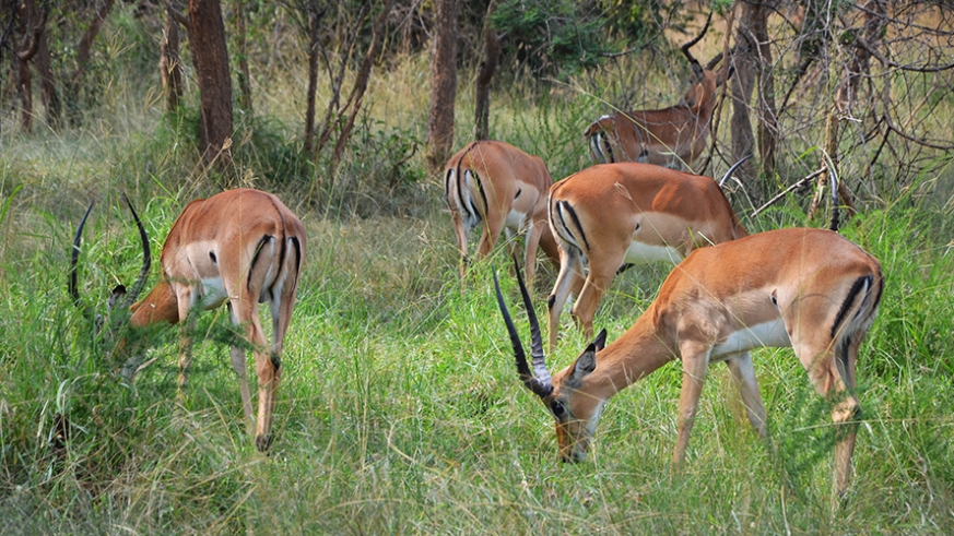 Impala inside Akagera National Park. According to the report, wildlife populations have fallen by more than two-thirds in less than 50 years. 