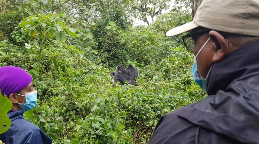Tourists wearing a face mask while visiting mountain gorillas in the Volcanoes National Park in northern Rwanda this weekend. Despite a significant hit Covid-19 has had on the tourism sector, significant strides are being made by the industry. 