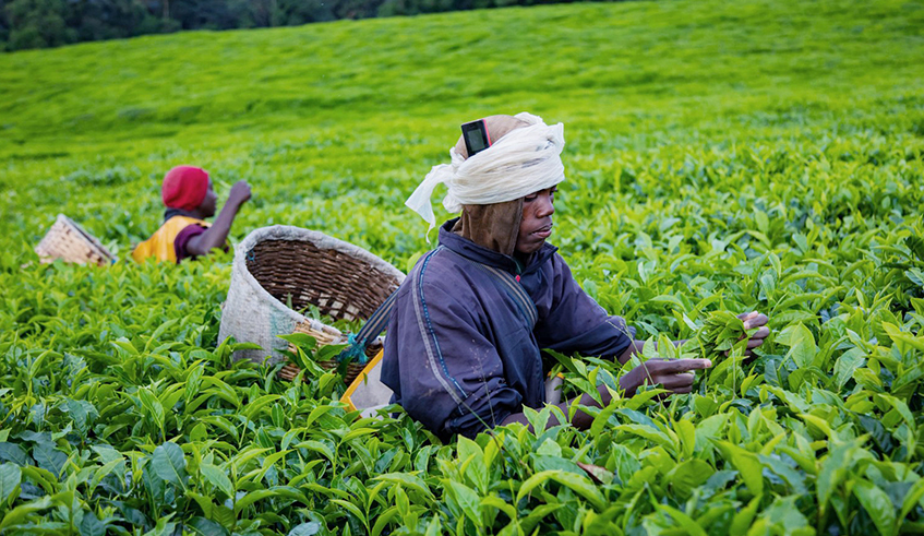 Farmers pick tea in Nyamasheke District. The growing revenue from the produce is likely to ignite more interest from farmers, according to the manager of a growersu2019 cooperative. / Photo: Sam Ngendahimana.