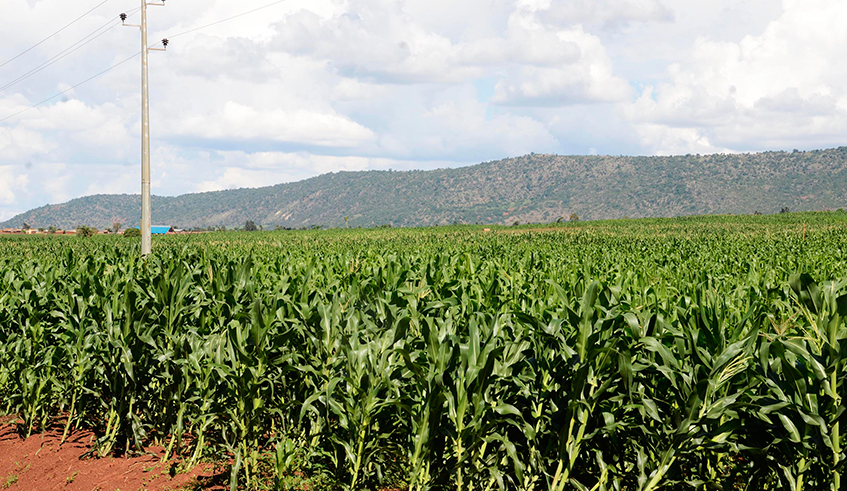 A maize plantation in Kayonza. / Photo: Sam Ngendahimana.