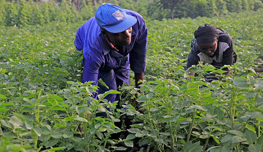Farmers work in their potato plantation in Muko Sector in Musanze District.Farmers in Northern and Western provinces are still facing shortage of Irish Potato seeds. / Photo: Sam Ngendahimana.