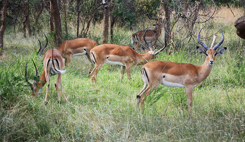 Impala grazing in Akagera National Park in Eastern Province. The new law, once gazetted, is seen as a conservation milestone. /  Sam Ngendahimana