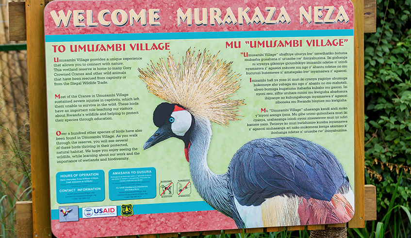 Umusambi Village is a new sanctuary for crowned crane birds that can no longer fly. / Photo: Courtesy.