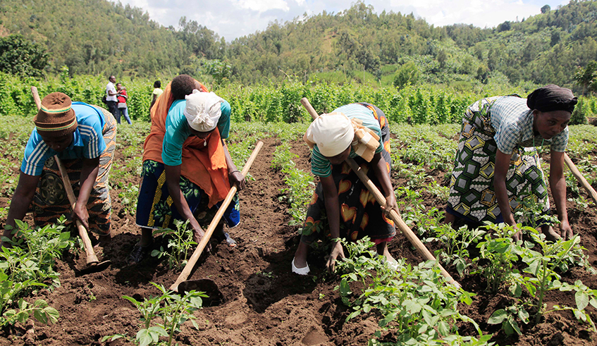 Farmers work in their potato plantation in Musanze District. / Sam Ngendahimana.