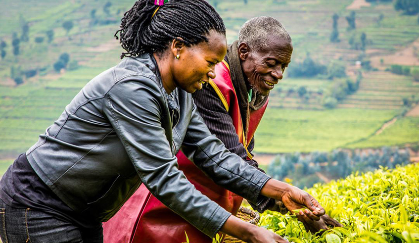 A farmer shows a guest how to pick tea in a plantation. BPRu2019s financing for agriculture has bolstered farmersu2019 fortunes and improved the quality of their lives. / Photo: Courtesy. 