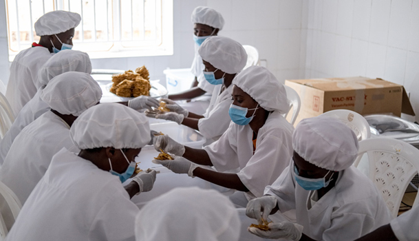 Workers in the Tuzamurane cooperativeu2019s new processing centre prepare dried pineapple for shipment to Europe. 