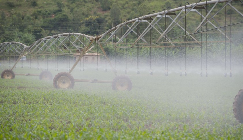 Nasho Irrigation Scheme, a joint investment by the Government of Rwanda and the Howard G. Buffett Foundation. A new report says much should be done to increase irrigated land in Rwanda. / File