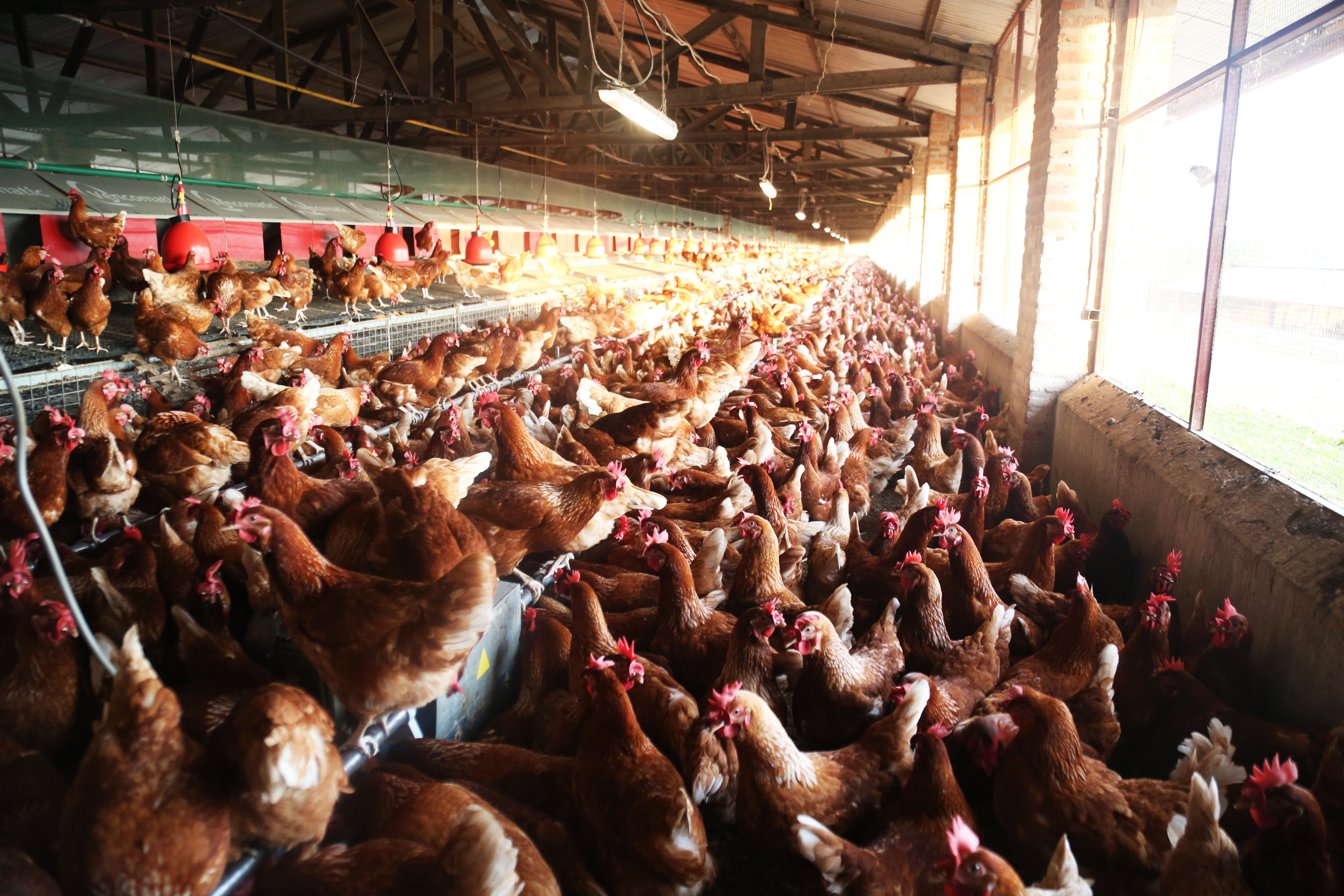 A poultry farm in Bugesera District.The country is banking on a Rwf15-billion project to attract private investments in the industry to reduce imports of eggs and meat. (Sam Ngendahimana)