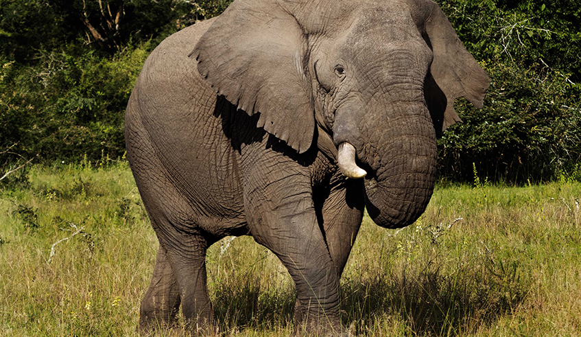 An elephant in Akagera National park in Eastern Province. / Photo: File.