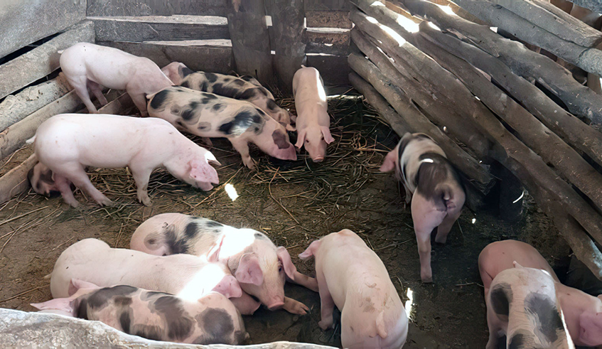 A pig farm in Rwamagana District. According to RAB, swine erysipelas has killed 379 pigs in the three affected districts of Rwamagana, Kicukiro and Gasabo. / Photo: File.