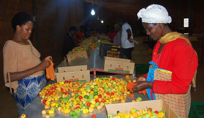Farmers sort chili for export in Nyanza District. / Photo: File.