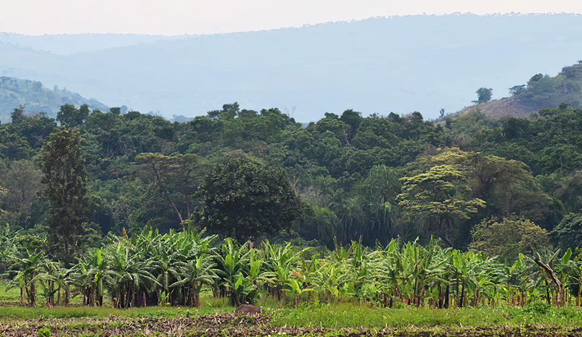 Ibanda-Makera is a 169-hectare natural forest of varied natural trees and home to types of wild animals, in a marshland connected to River Akagera. / Photo: Courtesy.