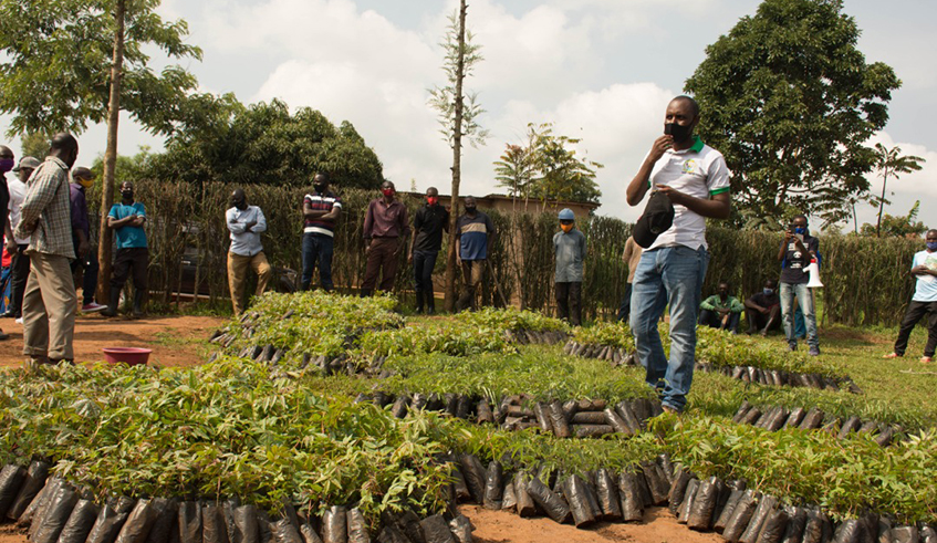 Some of the seedlings distributed to farmers at Gishari site in Rwamagana District by One Acre Fund-TUBURA on Friday, November 21. The district will plant agro-forestry trees on 1,446 hectares. / Photos: Courtesy.