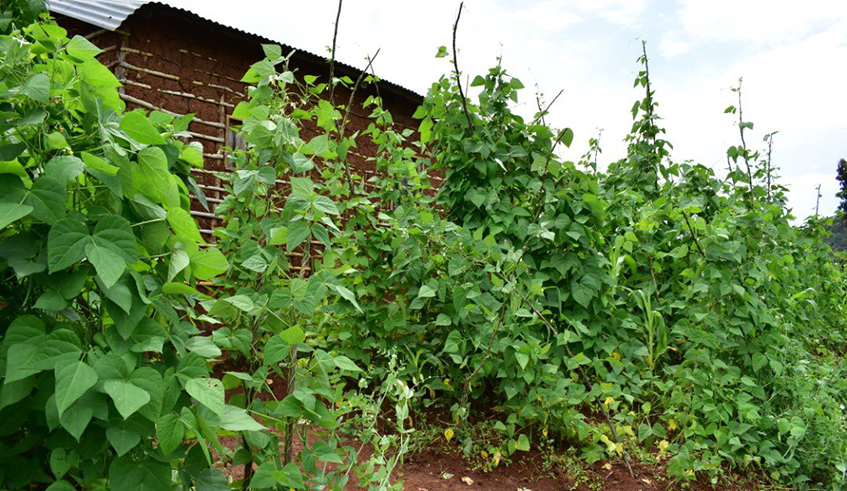 The late Nyirangoragoza possessed a piece of land and four fields with a combined total of 2,203 square metres spread on three plots. / Photo: Courtesy.