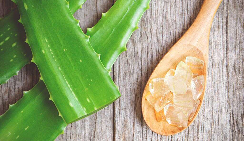 Aloe vera is a common plant with many different benefits, including slowing the progress of type 2 diabetes. / Photo: Net