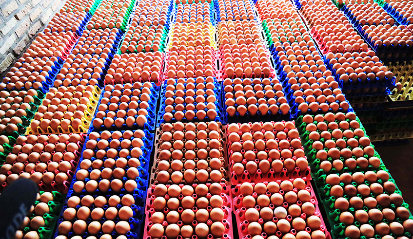 Thousands of eggs inside the store of a poultry farm in Bugesera during the lockdown. Egg sales have registered an improvement  after the  lockdown. / Photo: Sam Ngendahimana.