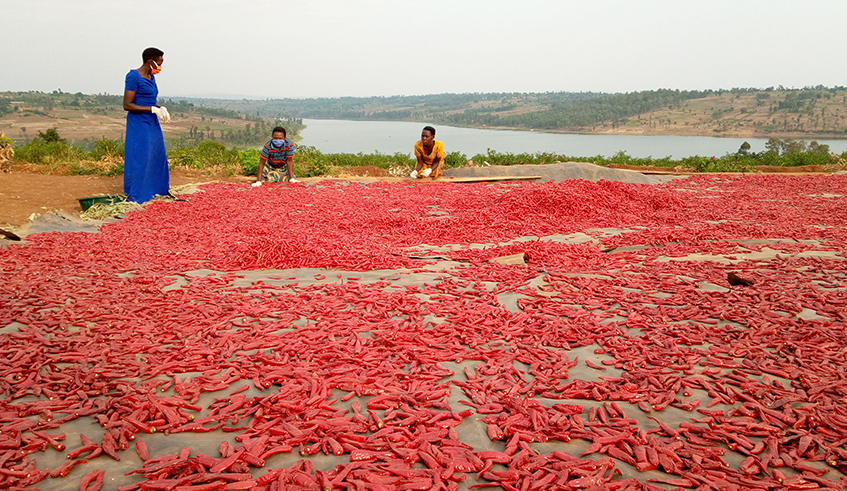 Women dry chilli in Bugesera District before it could be packaged and exported to India. / Photo: Jean de Dieu  Nsabimana.