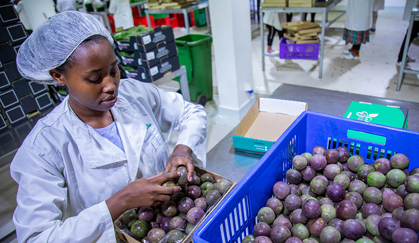 A worker sorting passion fruits for export at NAEB warehouse in January 2020.Rwandaâ€™s horticultural products have started being traded in the Carrefour hypermarket in UAE. / Photo: File