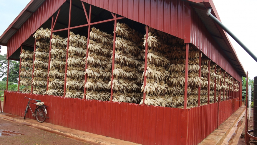 A handling facility in Gahara Sector where 30 tones of maize can be dried.