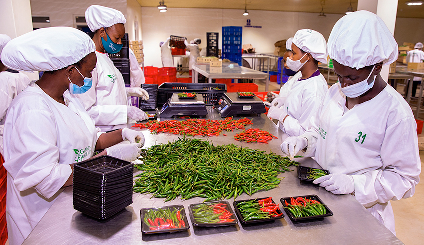 Rwanda exported 31,788 tonnes of horticulture commodities (vegetables, fruits, and flowers) which generated $28.7 million. / Photo: Courtesy.