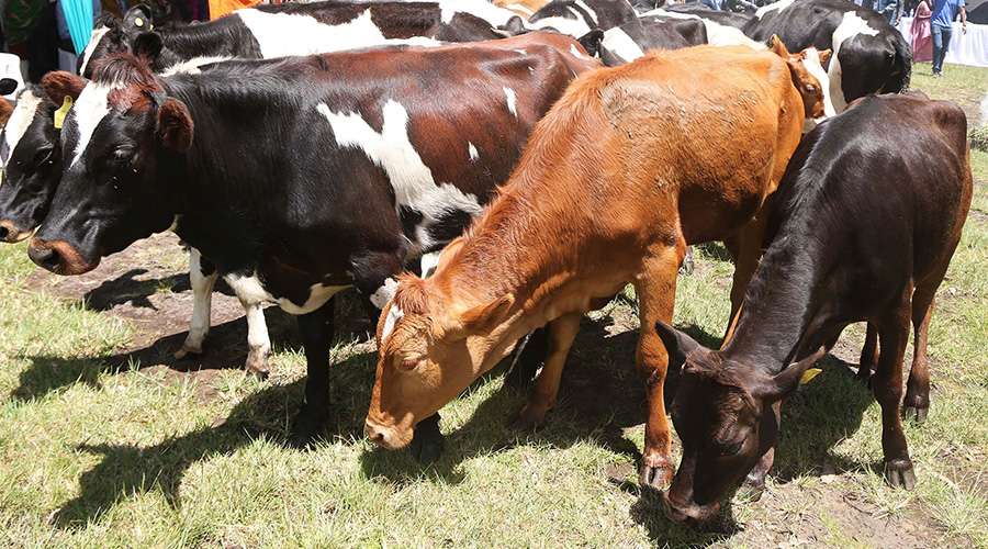 Some of the cows that were given to Kayonza District residents under the Girinka programme in 2017. The Ministry of Agriculture and Animal Resources (MINAGRI) has imposed a livestock quarantine on the district following the outbreak of foot-and-mouth disease. 