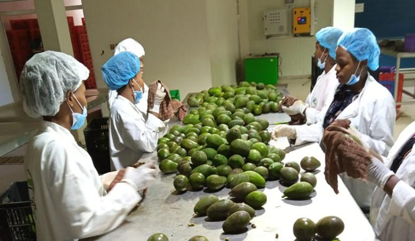 The factory processes 500 Kilogrammes of avocado per day as raw materials to produce avocado oil and other products. / Photos: Courtesy.
