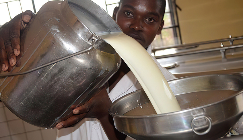 A worker at IAKIB milk collection centre in Ngondori, Gicumbi District. The proposed milk powder plant will be set up in Nyagatare District. / Photo: File.