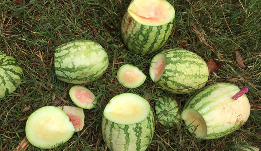 The watermelon fruits that managed to grow do not look healthy. / Photo: Courtesy.