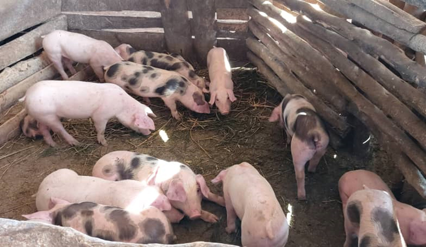 A pig farm in Rwamagana District. Rwanda is introducing the vaccine in order to inoculate pigs in much affected farms. / Photo: File.