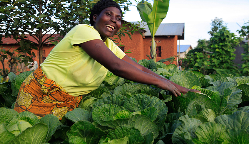 Cabbage farmer in her plantation in Musanze District . / Sam Ngendahimana