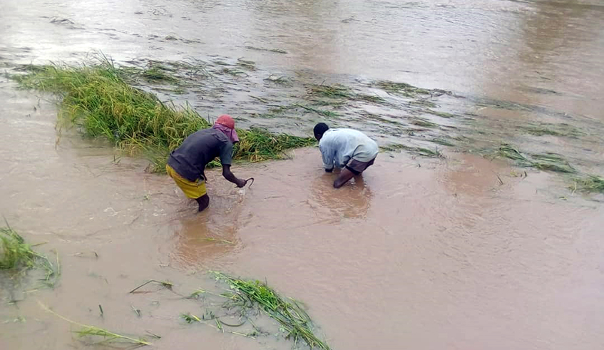 Farmers try to salvage some of their rice plants that were swept away by floods in Nyagatare in 2019. A new study has revealed that people around the world consider climate change as a global emergency which requires urgent action to combat. / Photo: File.