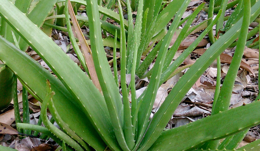 The aloe vera plant. / Photo: Net