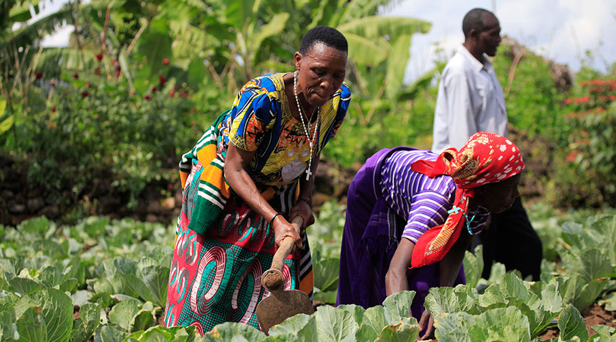 Farmers work in a cabbage plantation in Musanze District. The current Covid-19-related travel restrictions have left farmers faced with a myriad of challenges, from loss of market and food waste to limited access to sources of production. 