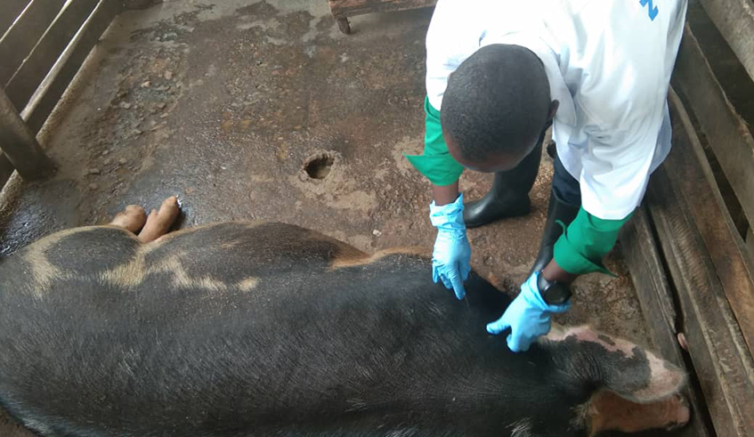 A veterinarian inoculates a pig to protect it against swine erysipelas as RAB started the vaccination against the disease on February 9, 2021 . / Courtesy