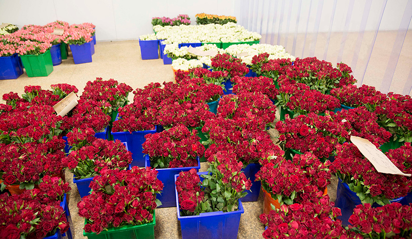 Flowers for export in a collection room at Gishari Flower Park project. / Photo: Sam Ngendahimana.
