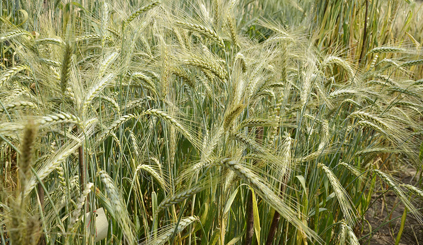 A new variety of wheat plantation in Rwerere, Burera District. / Photo: Courtesy.