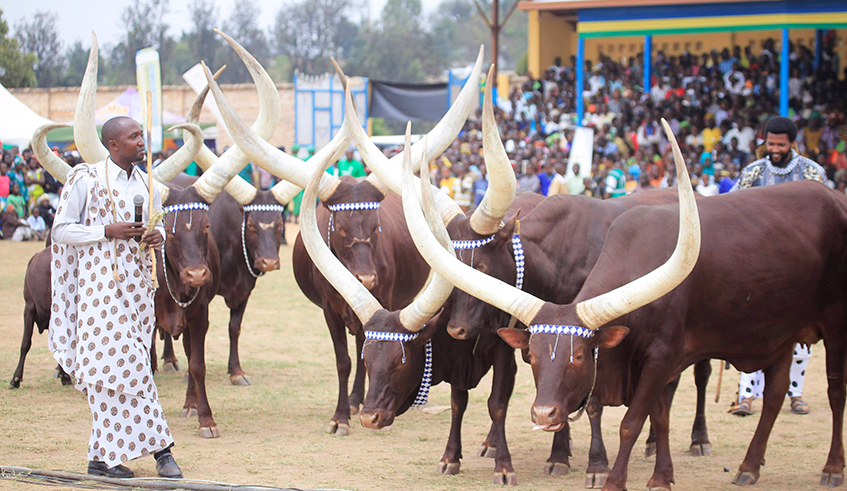 Famous long-horned royal cows, locally known as Inyambo, during Umuganura celebrations at Nyanza Stadium in 2019. / Photo: Sam Ngendahimana.