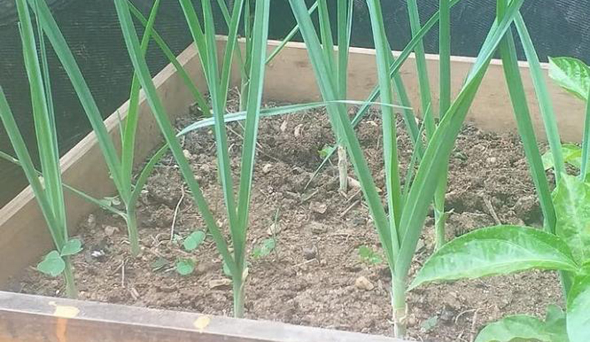 Spring onions grown in a backyard garden. They are commonly used as a spice in isombe. / Photo: Lydia Atieno