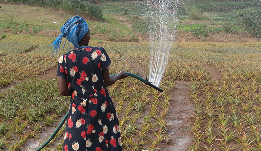 A farmer irrigates pineapples in Nyagatare District. An estimated 300,000 people are set to have access to clean water, while 7,380 hectares of farmland are expected to be irrigated. / Photo: Emmanuel Ntirenganya.