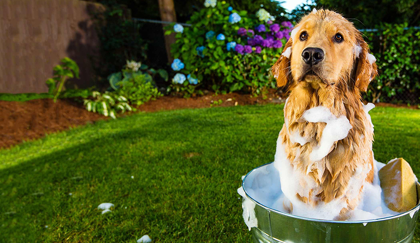 You can wash your dog as frequently as every other week (with gentle shampoo). / Photos: Net