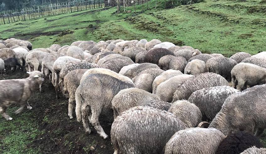 Merino sheep reared by Handspun Hope organisation. / Photo: Courtesy.